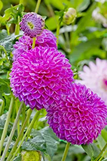 Private: Dahlia Loretta in bloom in a garden