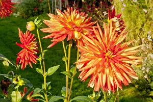 170519: Dahlia Lucifer in bloom in a garden
