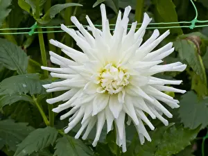Moment: Dahlia Magic Moment in bloom in a garden