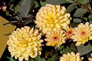 Annu: Dahlia Mandanera in bloom in a garden