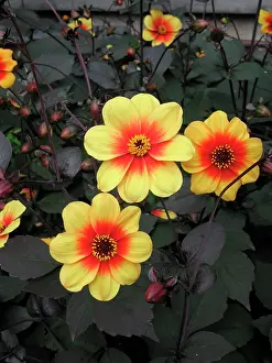 Dahlias: Dahlia Moonfire