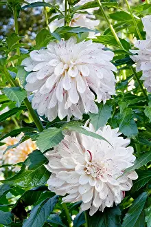 Speckled: Dahlia Mschoum in bloom in a garden