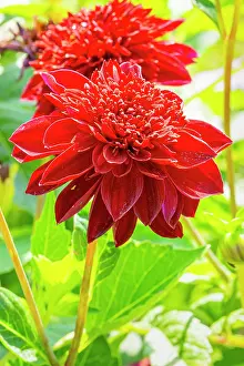 Sunflowers: Dahlia MystA re, flowers