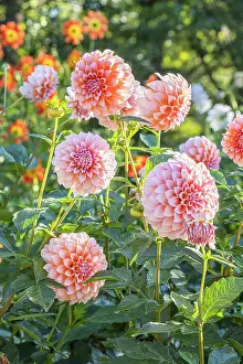 Double: Dahlia Peaches, Breeder : De Mulder (NDL) 2024, flowers
