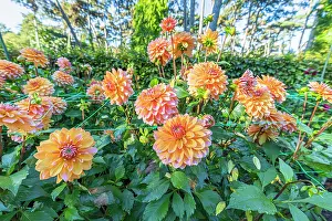 Apricot: Dahlia Peaches & Vanilla, flowers