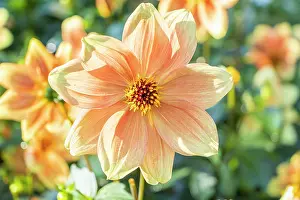 Capitulum: Dahlia Peachy, Breeder : Turkish (FRA) 2024, flower