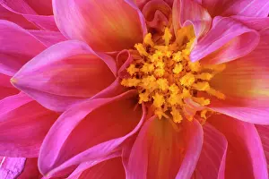 Dahlias: Dahlia - detail of a pink coloured blossom