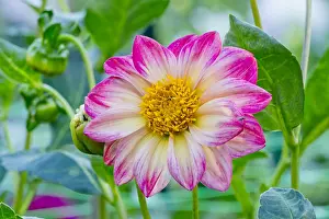 170519: Dahlia pinnata in bloom in a garden