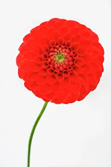Pompom: Dahlia, Pompom Dahlia, Close up studio shot of single red co