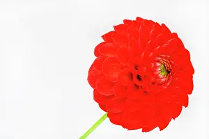 Pompom: Dahlia, Pompom Dahlia, Close up studio shot of single red co