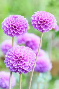 Pompon: Dahlia, Pompon Dahlia, Dahlia Jan van Scheffelaar