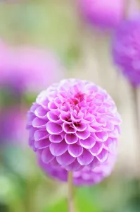 Pompon: Dahlia, Pompon Dahlia, Dahlia Jan van Scheffelaar