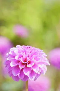 Pompon: Dahlia, Pompon Dahlia, Dahlia Jan van Scheffelaar