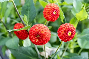 Pompon: Dahlia Pompon red in bloom in a garden