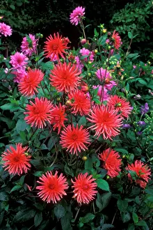 Dahlias: Dahlia - Pontiac