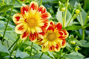 Pooh: Dahlia Pooh in bloom in a garden