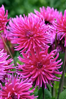 Dahlias: Dahlia - Purple Gem
