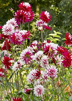 170519: Dahlia Rebecca's World in bloom in a garden