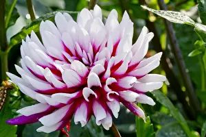 Private: Dahlia Rebecca's World in bloom in a garden