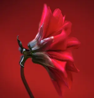 Sepals: Dahlia, red flower shot against similar colour backgound