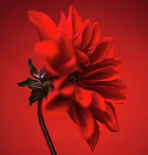 Sepals: Dahlia, red flower shot against similar colour backgound