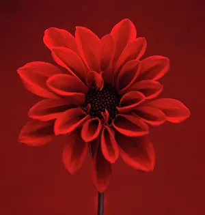 Backgound: Dahlia, red flower shot against similar colour backgound