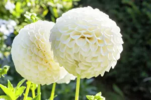 Cycle: Dahlia Ryecroft Jan, flowers