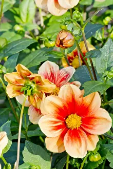 Schloss: Dahlia Schloss Reinbek in bloom in a garden