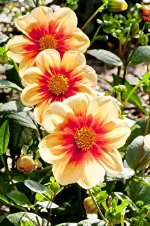 Schloss: Dahlia Schloss Reinbek in bloom in a garden
