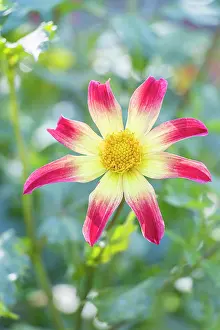 Cycle: Dahlia Star Group Sunset, flower