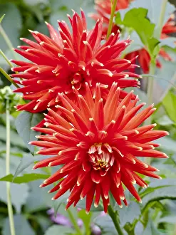 Starry: Dahlia Starry Night in bloom in a garden