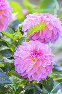 Cycle: Dahlia Sturm Kika Breeder: Smits (NDL) 2004, flowers