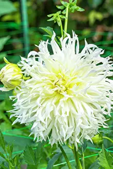 Cycle: Dahlia Tsuki Yori No Shisha, flower