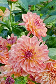 170519: Dahlia Valbonne in bloom in a garden