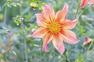 Cycle: Dahlia Victor Hugo Verver Export, flower