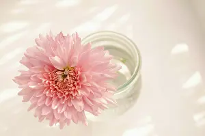 Frankfurt: Dahlia, Waterlily dahlia