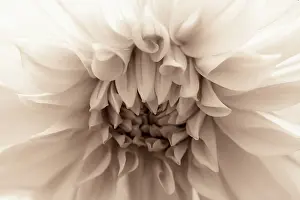 Waterlily: Dahlia, Waterlily Dahlia, Very close view of flower