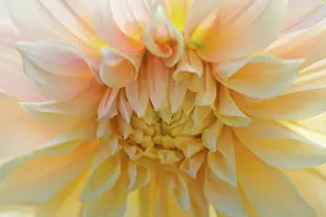 Apricot: Dahlia, Waterlily Dahlia, Very close view of pale