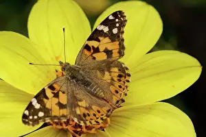 Recycling: Dahlia, yellow flower with Painted Lady butterfly, Vanessa c