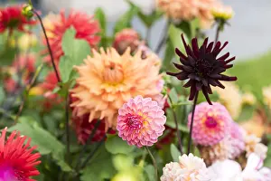 Dahlias: Dahlias in bloom in a garden