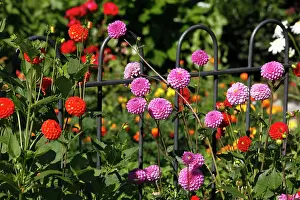 Dahlias: Dahlias in a cottage garden, Schwarzenberg, Bregenz