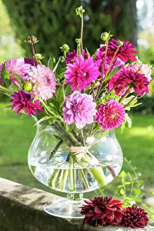Vase: Dahlias (Dalia hybrids), color gradation bordeaux