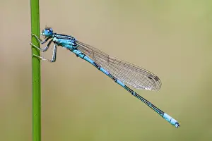 Bluet: Dainty Bluet