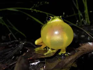 Litoria: Dainty Green Tree Frog