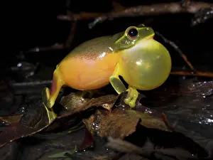 Litoria: Dainty Green Tree Frog