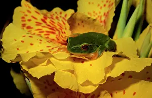 Gracilenta: Dainty green tree frog on a Canna
