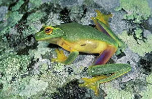 Gracilenta: Dainty Green Treefrog