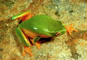 Gracilenta: Dainty green treefrog
