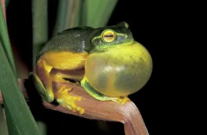 Gracilenta: Dainty Green Treefrog - with vocal sac inflated