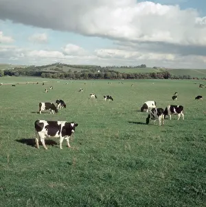 Production: Dairy Cattle